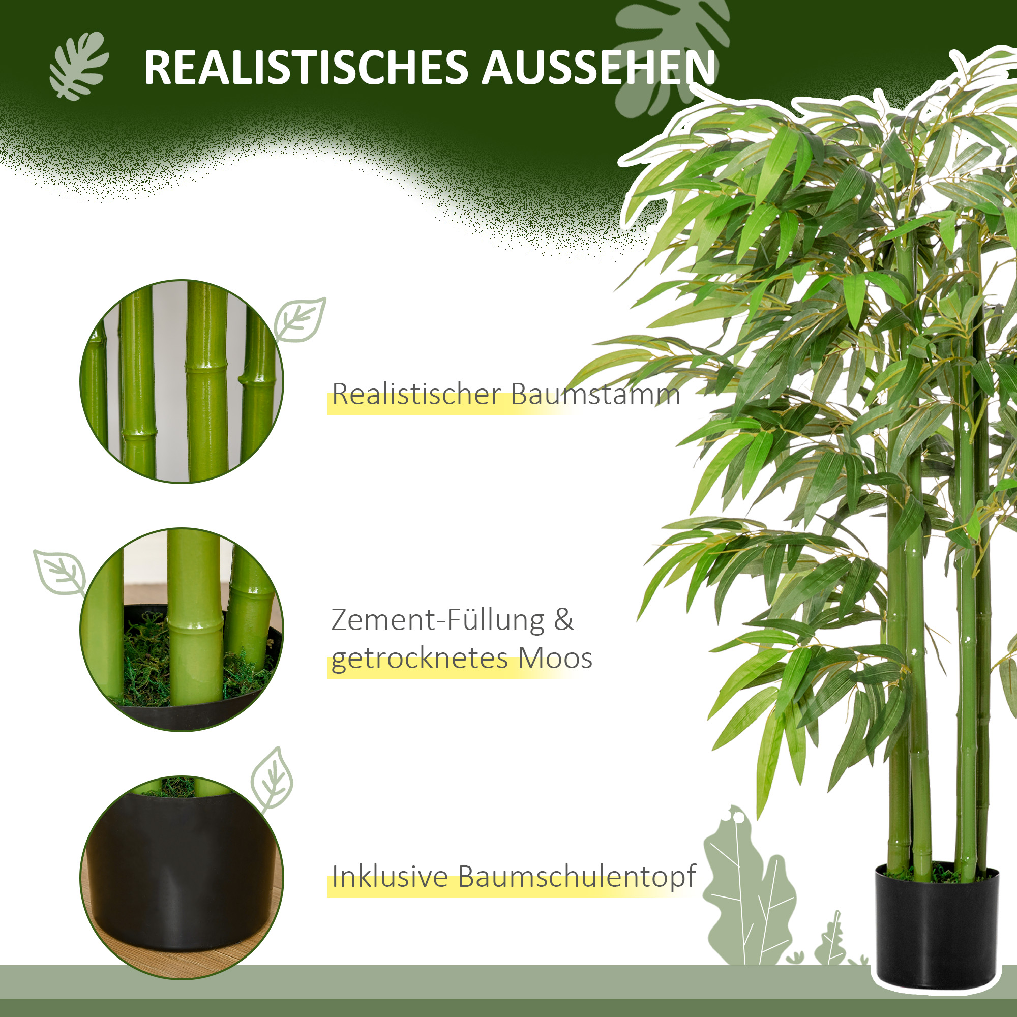Présentation du plante décorative