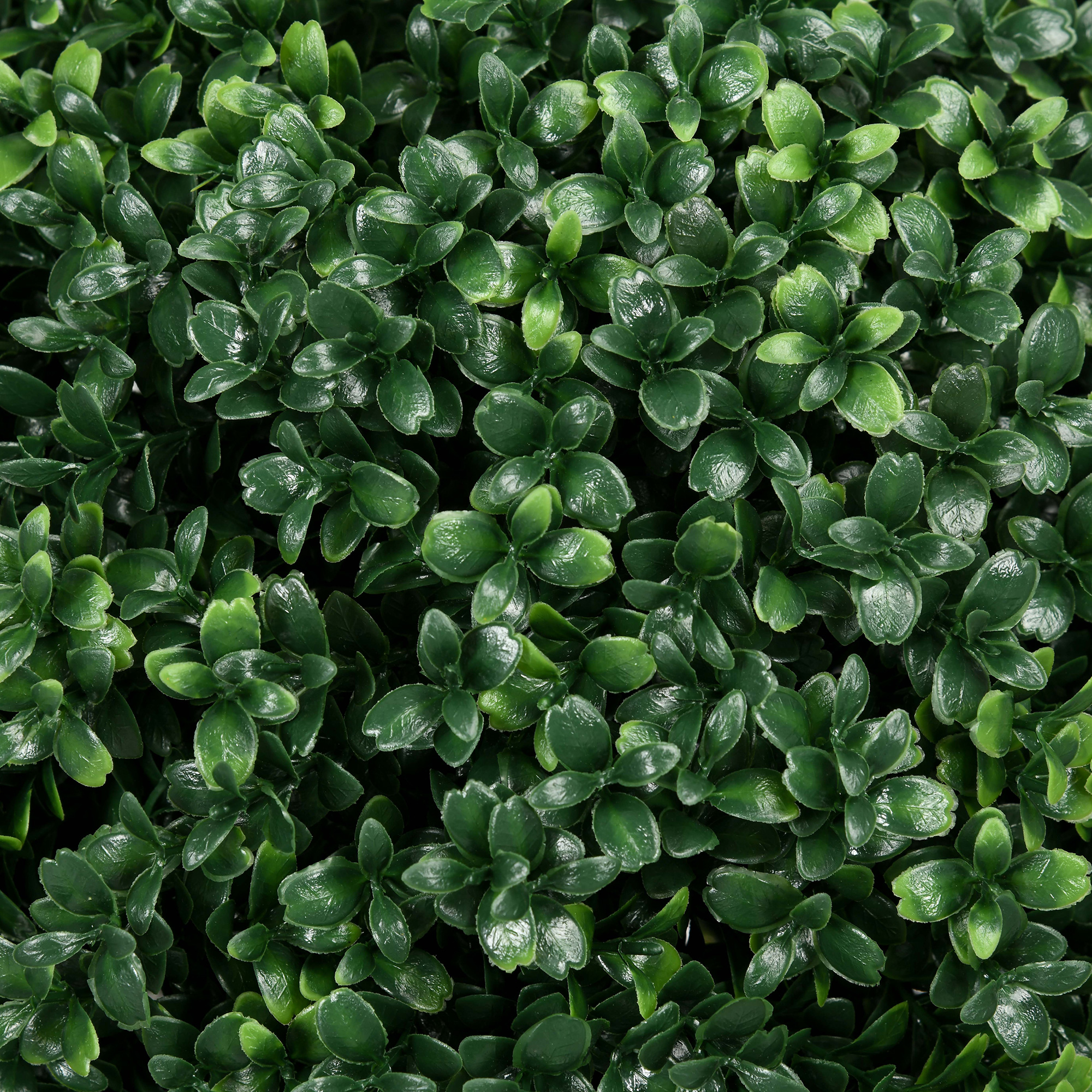 Présentation du plante décorative