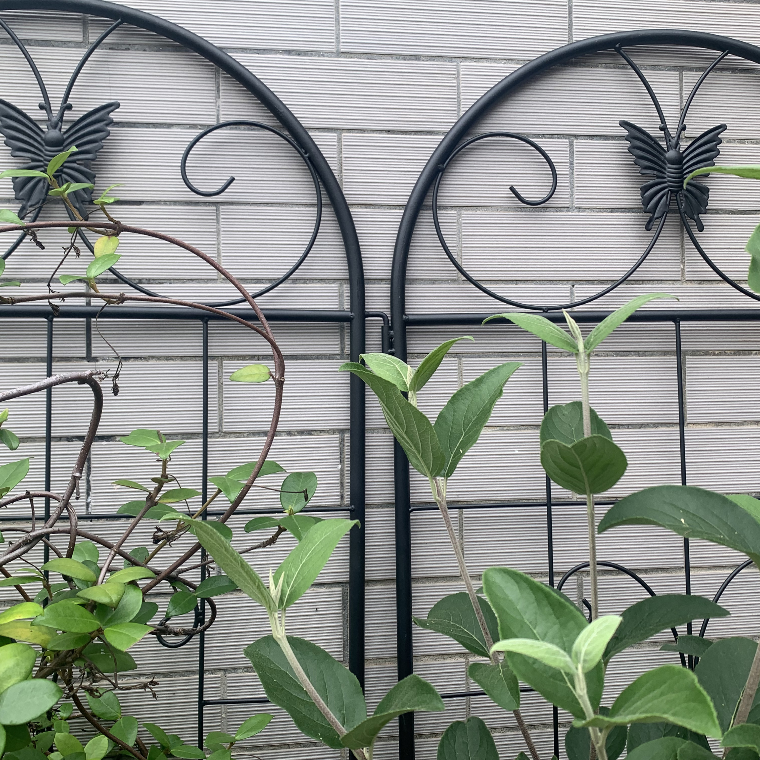 Présentation du arche de jardin