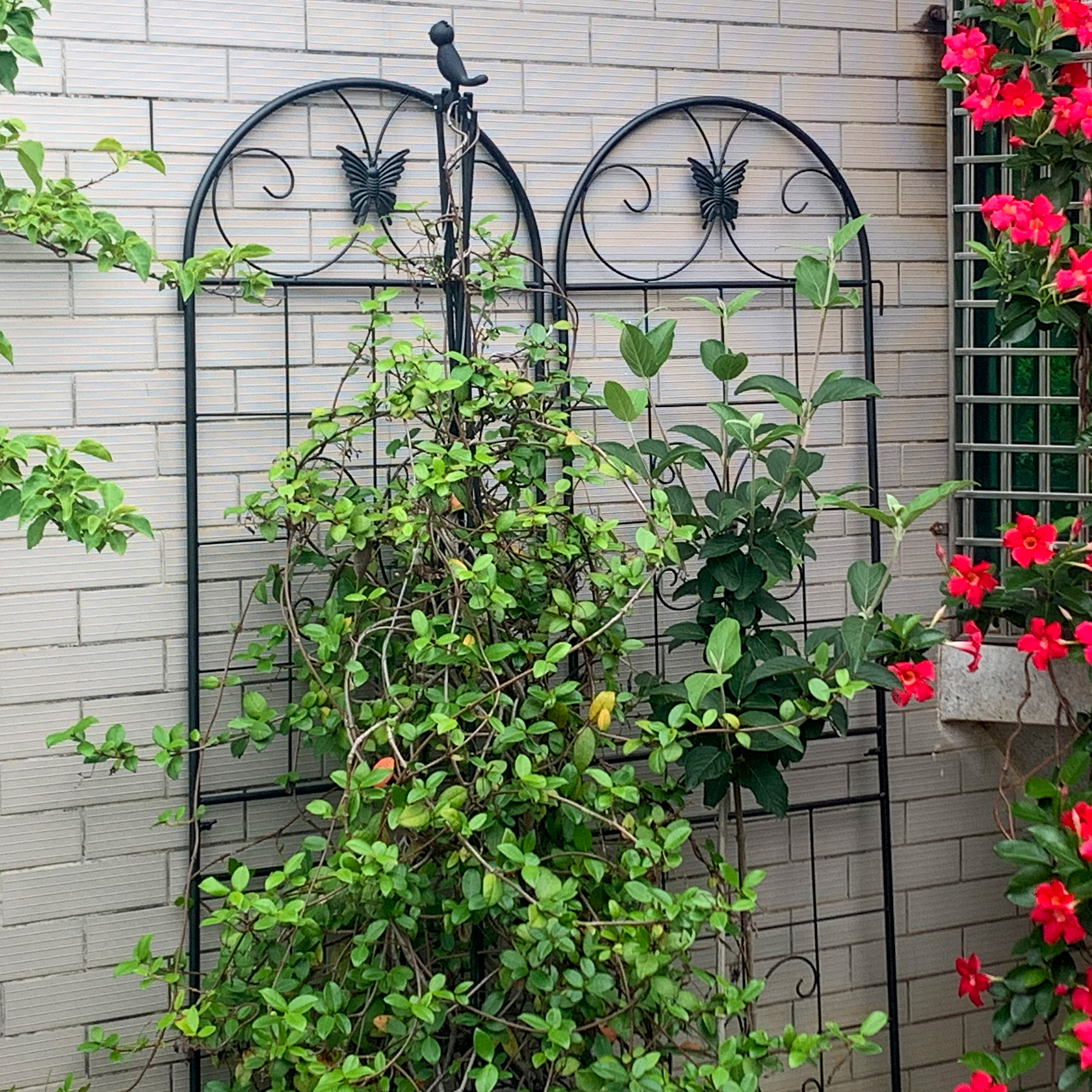 Présentation du arche de jardin