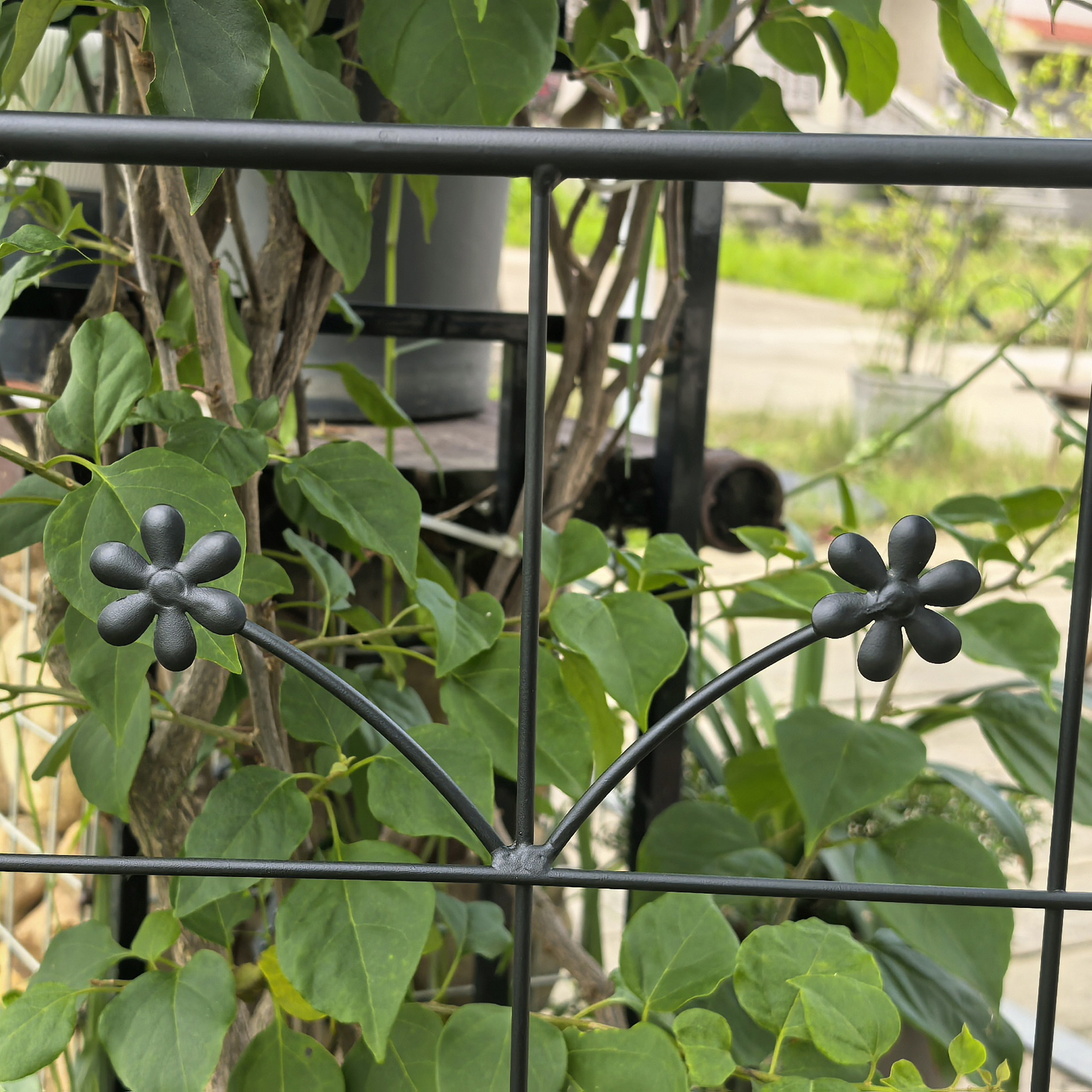 S’installe le long de clôtures, murs ou massifs pour décoration verticale jardin