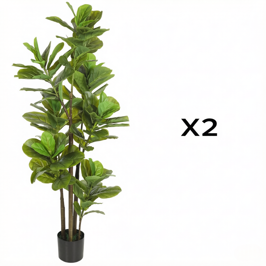 Présentation du plante décorative