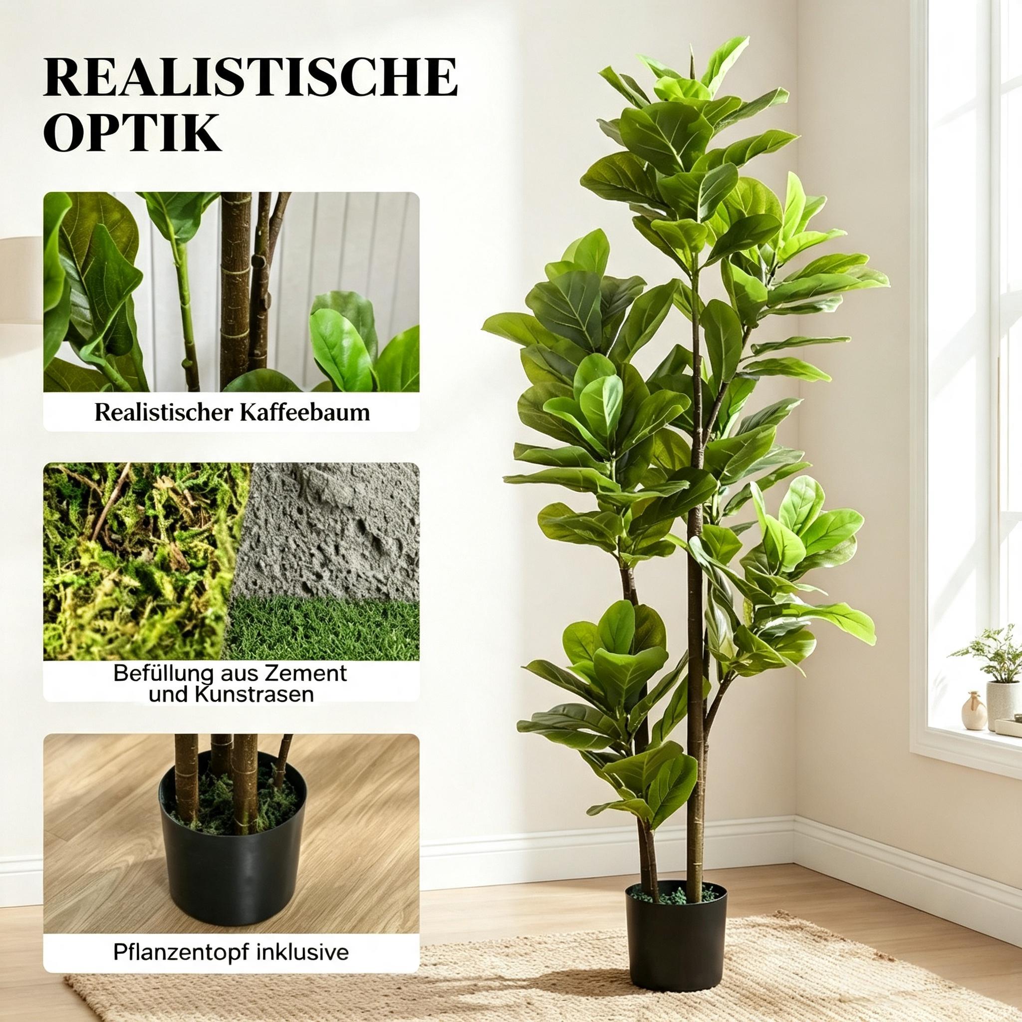 Présentation du plante décorative