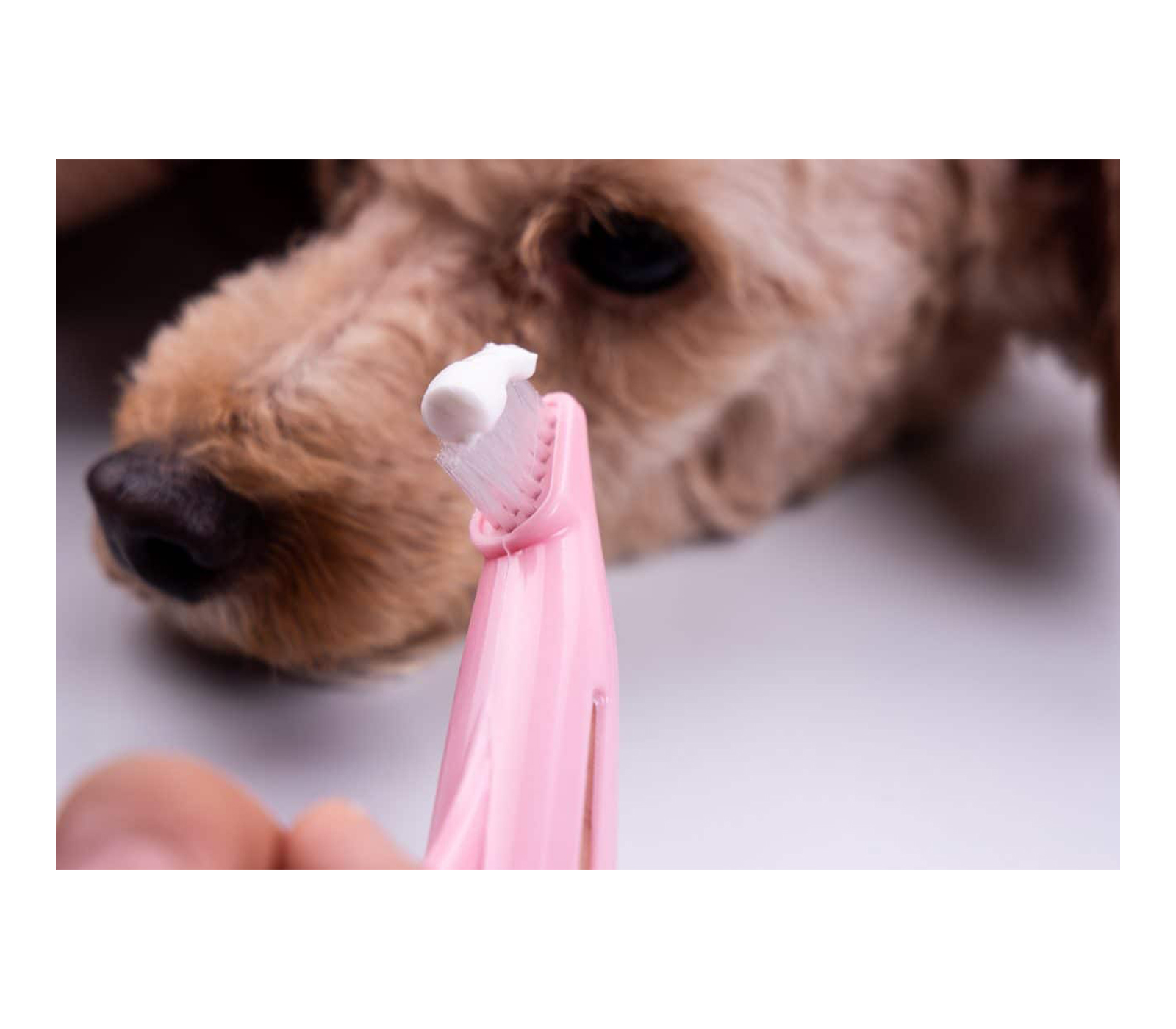 class=img-responsive