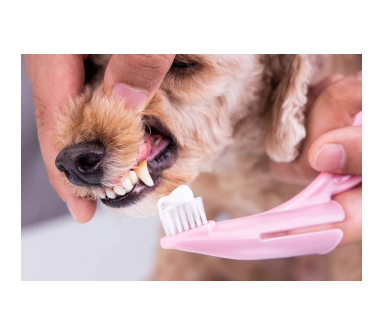 class=img-responsive