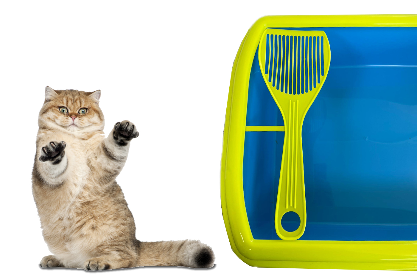 class=img-responsive