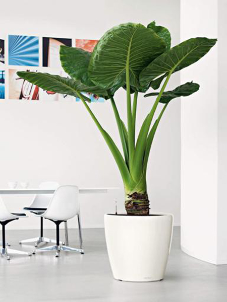 Vases Véca