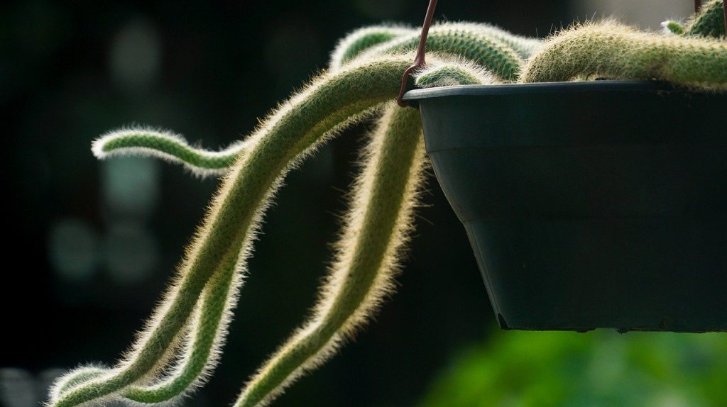 cactus coda di scimmia