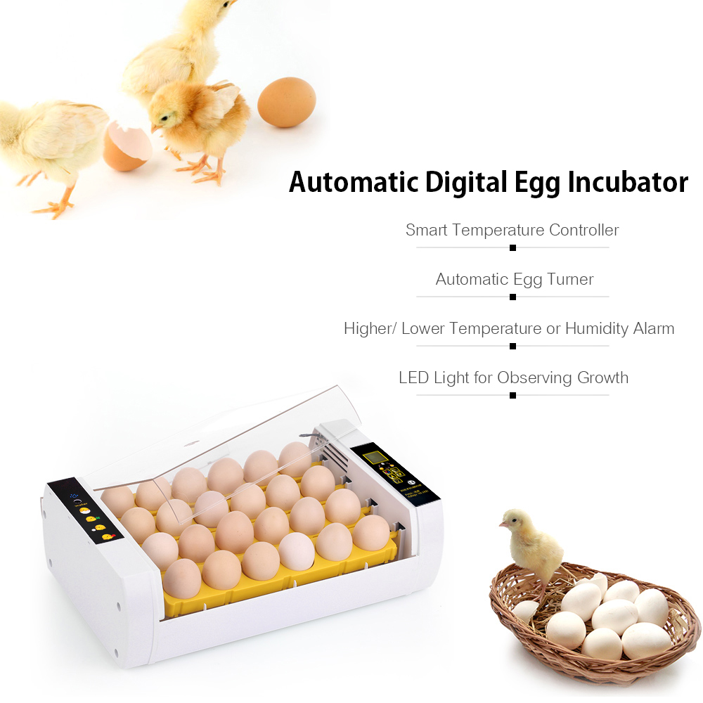 Incubateur Numérique D'oeufs 24 Oeufs Contrôle Automatique De La Température Fonction D'alarme De Rotation Automatique Des Oeufs Lumière LED Pour L'observation De La Croissance Éclosoir Automatique De -Trixie || Flamingo Soldes Magasin AAHKMJXYDAFdJAOAIMEbOAchDcYbbiagDY4GQxvKpM5gRxygKUkPrH4CS7P5Zrdky5SrYWkxu5fZU3Hw027GSYg26H04qBBc7PCi b7N5Gruy6PivtjShe1cAiLboxysyh4jaDonP8v88 fMbNGxfcqXfPvi4WlE