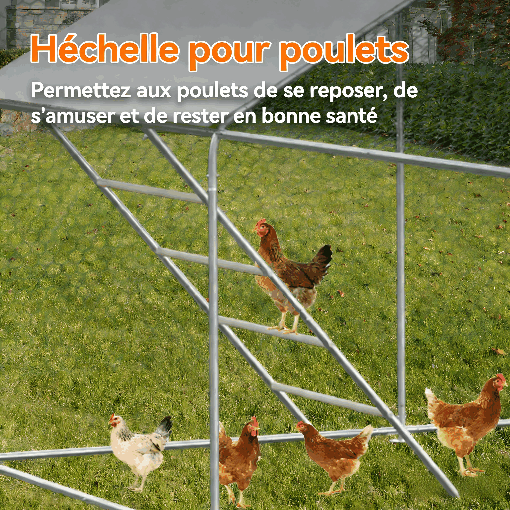 Détail de la grille hexagonale robuste - Volière pour poulets sécurisée