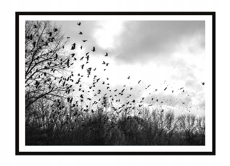 MCS Gallery Foundation - Cornice Per Poster 50x68 Cm - Nero - Confezione Da 2 - Plexiglass - 4
