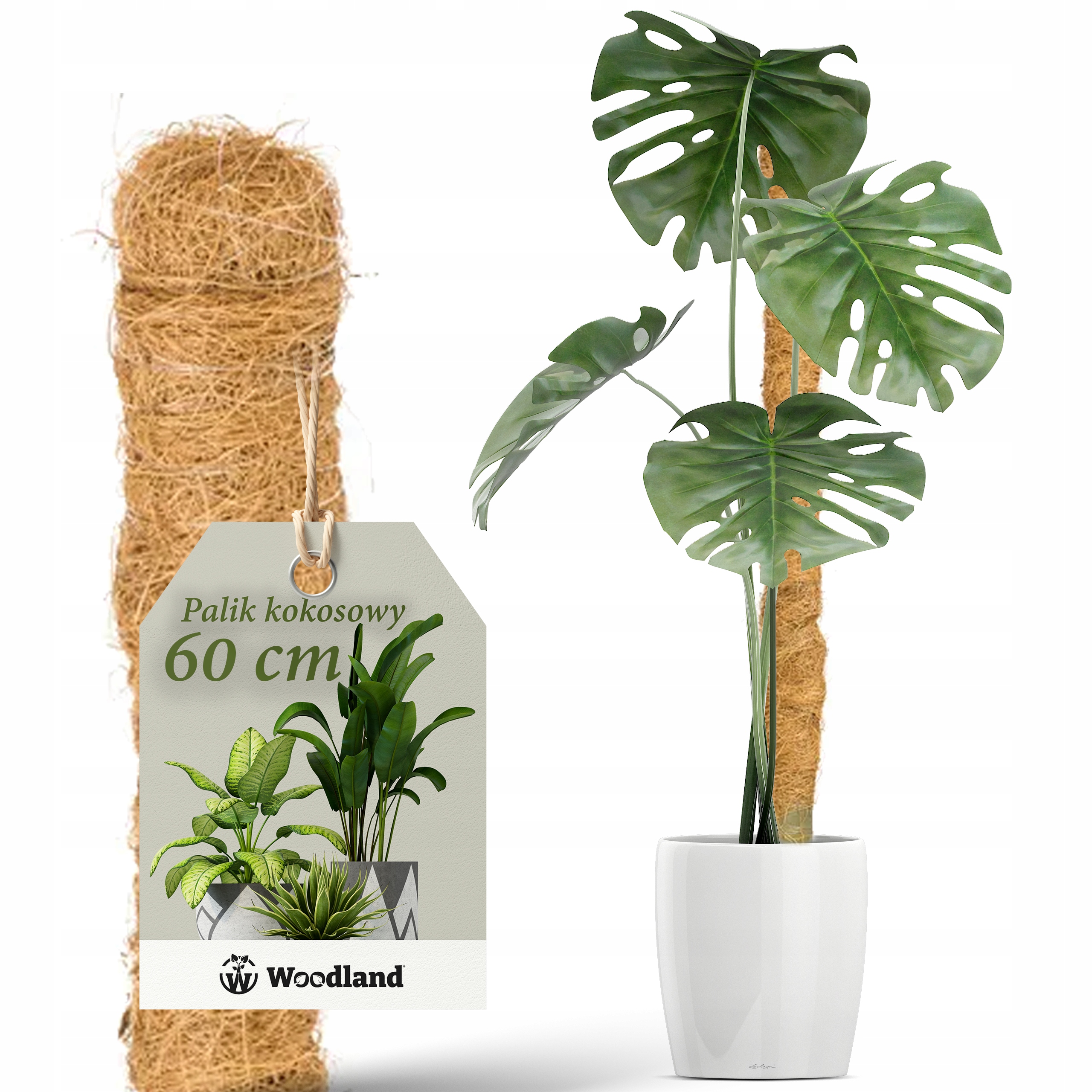 philodendron xanadu dehner Philodendron Winterbourn ( Philodendron Xanadu ) for Sale main image 0