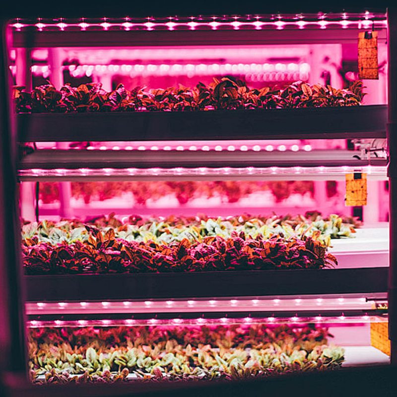Détail des LED rose-violet
