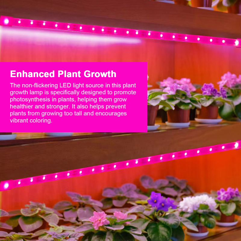 Installation des bandes LED pour plantes succulentes