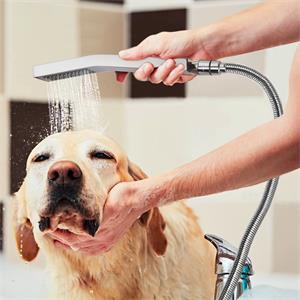 Pommeau de douche