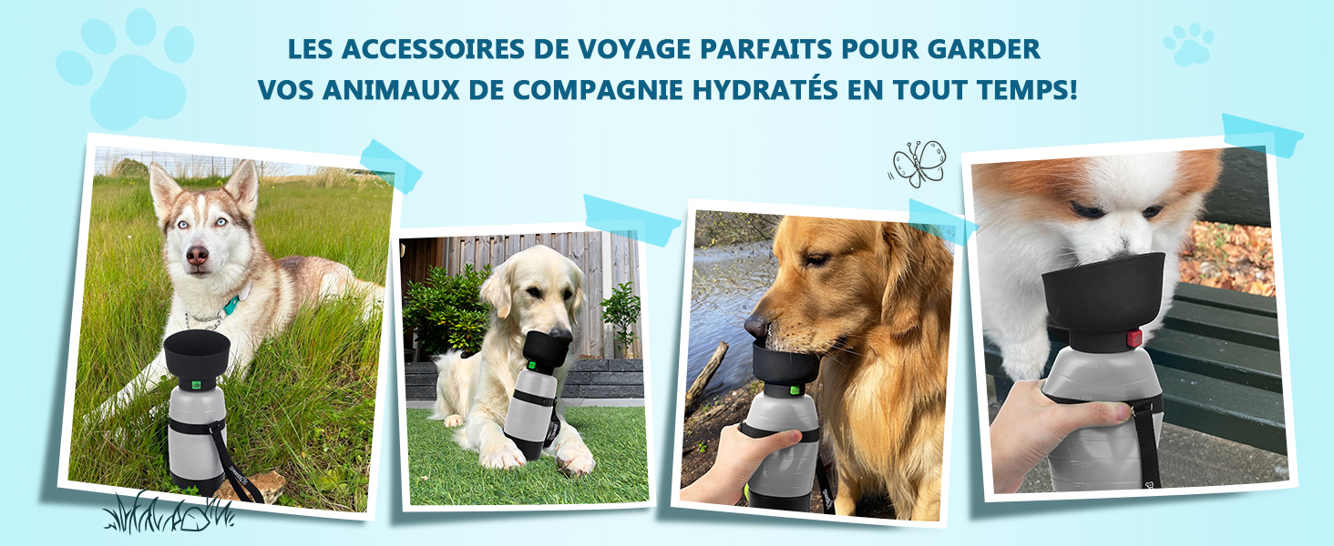 gourdes chien
