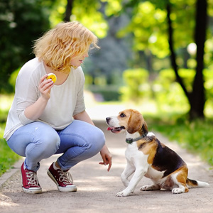 collier anti aboiement chien gros chien petit chien electric collier vibratori ricaricabili