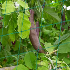 Filet à Plantes grimpantes