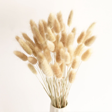 Herbe De La Pampa Naturelle Séchée 80Pcs，15Pcs Blanc 15Pcs Brun 30Pcs Roseau 20Pcs Queue De Lapin, Bouquet De Fleurs Séchées Pour La Décoration De La Maison, Du Mariage Et Du Style Boho -Pas Cher Flore Calme Magasin AAHKMJXYDAFdJAOAIMEbOAchMsjc3QZBtjSFHA9dqEpXPSB65XDJrhSVyThNg87jDURivsIQioVkU4HdlEVCOvmJqupLSMDIfZUAQ v3XTYZwxYwvLYpRNbL B2xWc WZQ hJ6vRmqFJ5Ws6R5UhYuRgl2Lb0Q1JY1FLWEBDM20PIDW6G uvRZXz8yF5RyZ KltnGDHXzGyOvBZYd8vSKakE1fSCtIFjKHUlFSc0EGYci5OHXxrpxSHo1D1eMoGNk7thbCcBYoaMurEFBExi EMSCyUe6ni 2EWpaYUt b7A45AJpJte3LXCHxA5itYQosE0qM3j5PSkLZ7ElRmiW