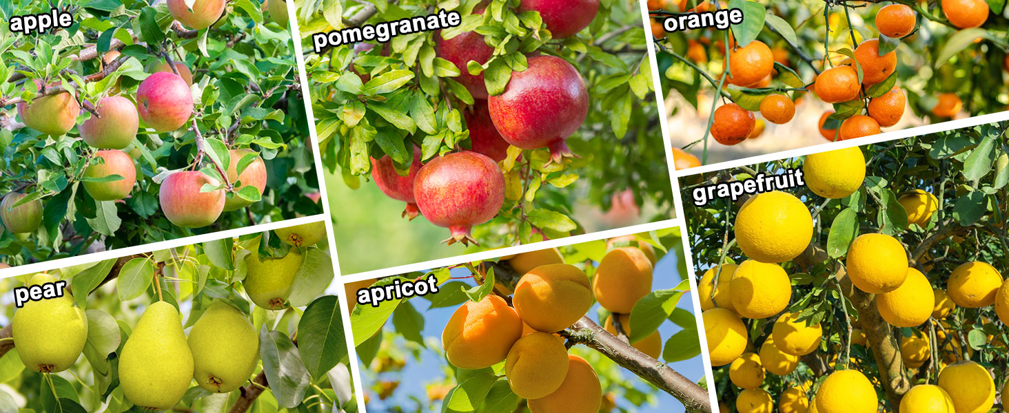 Collage de six arbres fruitiers représentant des pommes, des grenades, des oranges, des pamplemousses, des poires et des abricots poussant sur des branches aux feuilles vertes.
[SENTENCE 28]
[SENTENCE 33] Chaque fruit est mûr et de couleur éclatante.