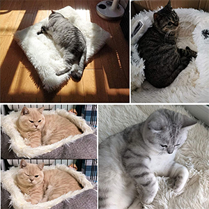 Pet mat