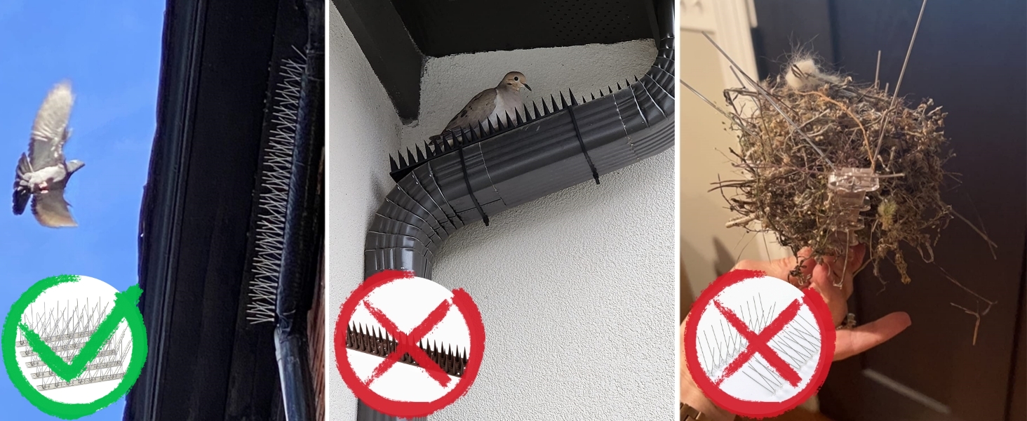 Anti-Pigeon