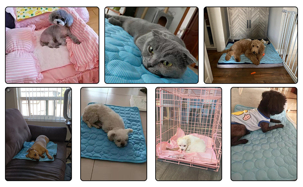 pet pad kundenshow