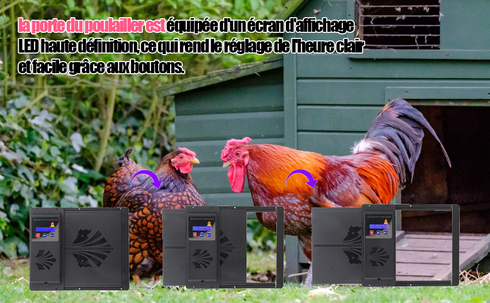 Porte automatique pour poulailler