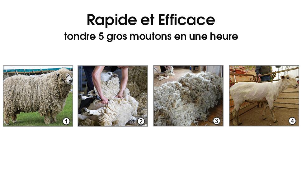 tondeuse