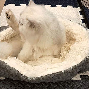 Pet mat