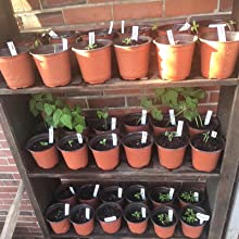 une étagère remplie de plantes et de plantes en pot