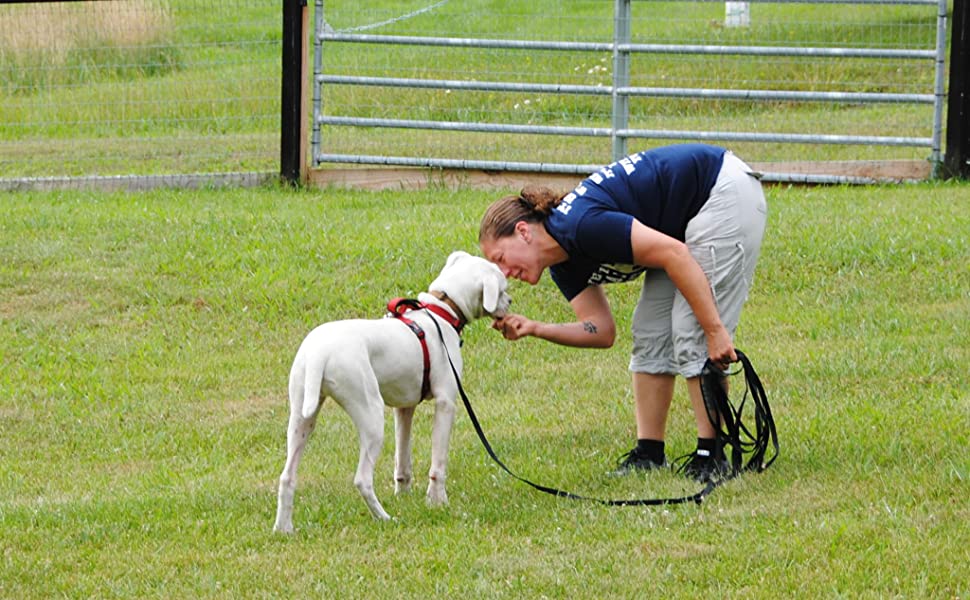 Long dog leash