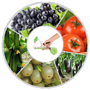 Pince de fixation pour plantes
