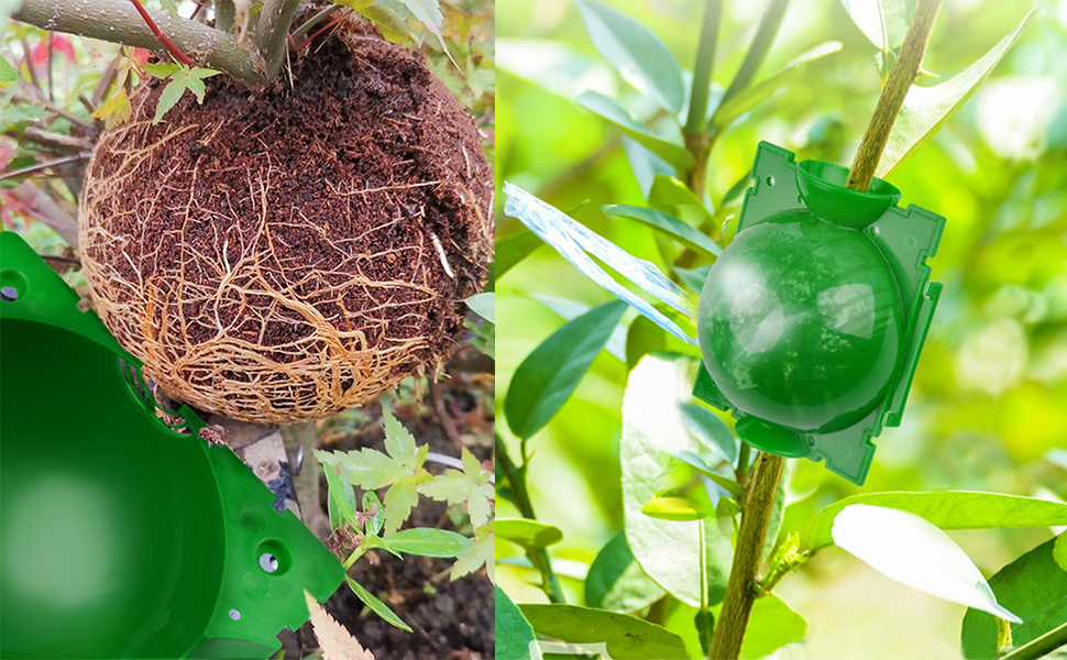 boule d'enracinement plantes