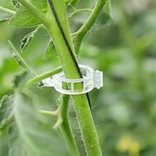 tomato clips