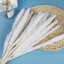 Herbe De La Pampa Naturelle Séchée 80Pcs，15Pcs Blanc 15Pcs Brun 30Pcs Roseau 20Pcs Queue De Lapin, Bouquet De Fleurs Séchées Pour La Décoration De La Maison, Du Mariage Et Du Style Boho -Pas Cher Flore Calme Magasin AAHKMJXYDAFdJAOAIMEbOAchMsjc3QZBtjSFHA9dqEpXPSB65XDJrhSVyThNg87jDURivsIQioVkU4HdlEVCOvmJqupLSMDIfZUAQ v3XTYZwxYwvLYpRNbL B2xWc WZQ hJ6vRmqFJ5Ws6R5UhYuRgl2Lb0Q1JY1FLWEBDM20PIDW6G uvRZXz8yF5RyZ KltnGDHXzGyOvBZYd8vSKakEjf2JveFaPnziS1Kl4zpG JnrmYedaATki7sVQTnixOGF8B iagK8xD8kZx 7x5MzTJZBdqygYF5o v2MeQXV7YR9UbFy3GqavmrJ9xI343ZK2KiD