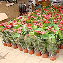 Grande collection de plantes d'anthurium en pot aux fleurs rouges éclatantes et aux feuilles vertes brillantes. Les plantes sont disposées en rangées, ce qui suggère une exposition en pépinière ou en jardinerie.