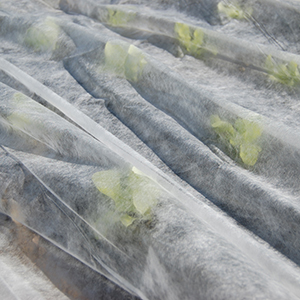 voile d'hivernage pour cultures TENAX ORTOCLIMA