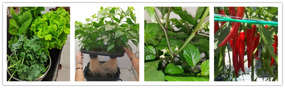 lampe pour plante