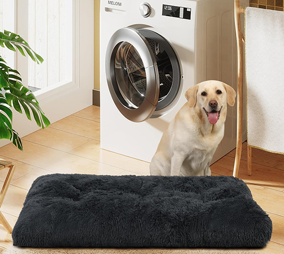 Lit pour chien