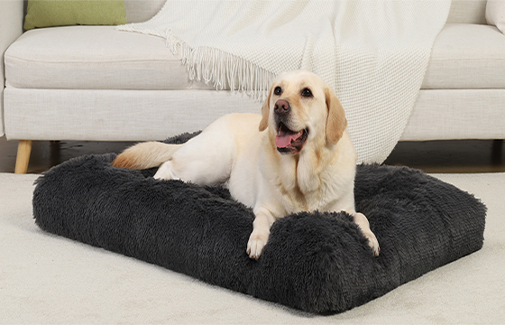 Lit pour chien