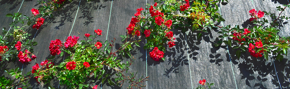 toile de paillage