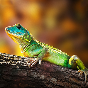 Reptiles Lampe Tortue Terrestre 