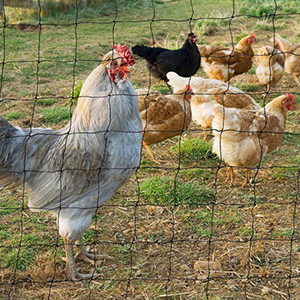 réseau de protection des oiseaux à mailles serrées
