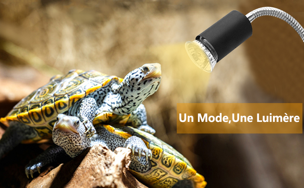 Reptiles Lampe Tortue Terrestre 