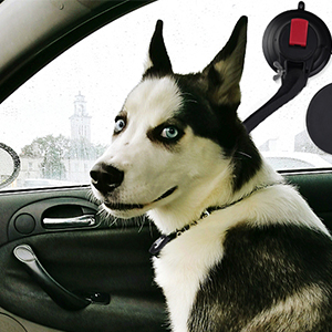Ventouse pour chien fixe.