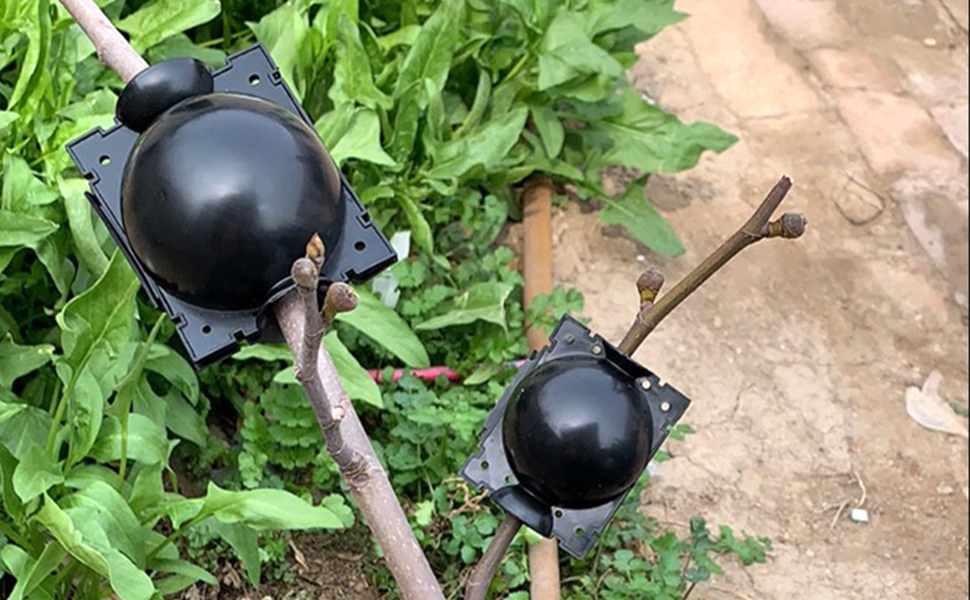 Dispositif d'enracinement de Plantes