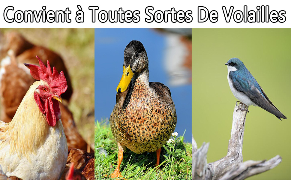 Abreuvoir Automatique pour Poulet