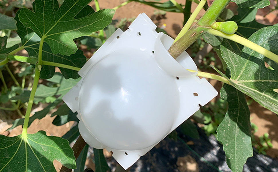 Dispositif d'enracinement de Plantes