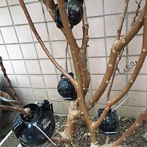 Dispositif d'enracinement de Plantes